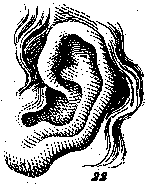 Picture of an ear